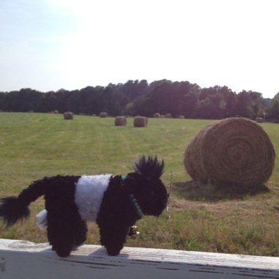 BeltieTravels's profile picture. Fearrington Village is home. Now that I'm of age my Scottish grandma encouraged me to jump the white picket fence and live a Five-Star life.