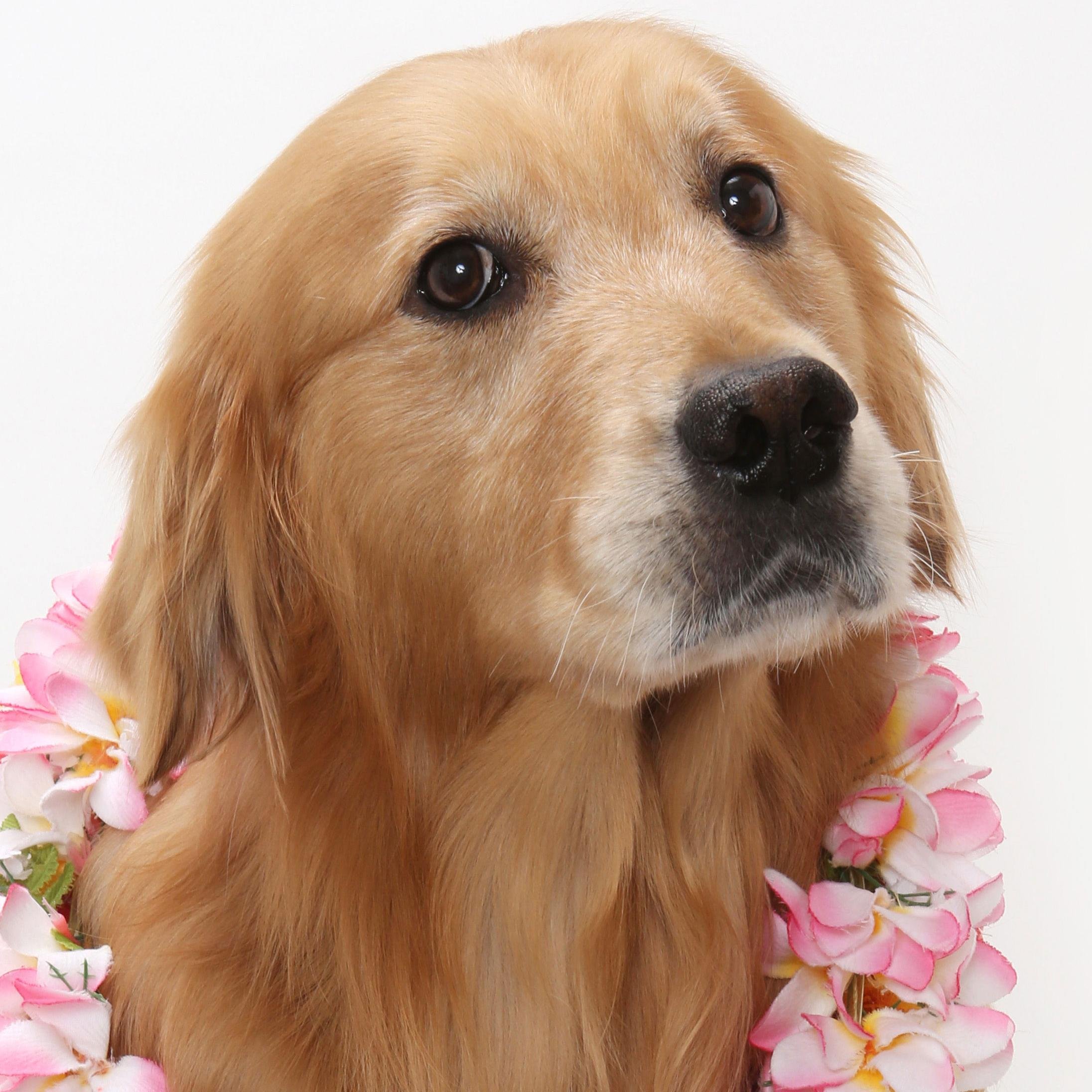 remytherapy's profile picture. 元捨て犬でしたが、今は幸せです。 セラピー犬もやってます。 皆さんを笑顔にしたいです。フォローやリツイートは大歓迎です(≧∇≦)レラちゃんとメリー君は家族です。
remythegold@yahoo.co.jp