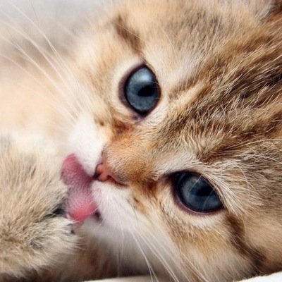 TPimma's profile picture. Thailand.