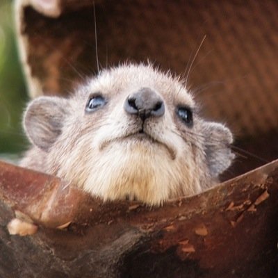 ienie_mienie's profile picture. 