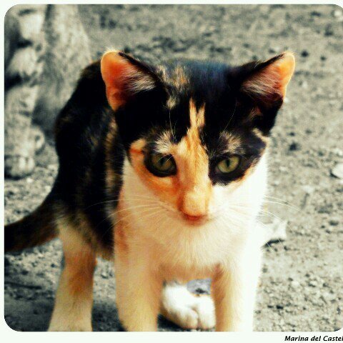 catsJoe_'s profile picture. I'm Joe, handsome tom, #single #RP