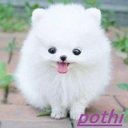 ポチ (@05230minto) Twitter