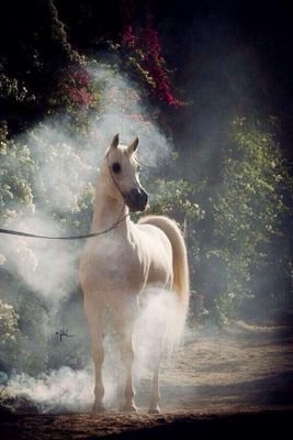 ‏‏‏‏‏‏‏‏‏‏صبية العشرين ،‏‏‏‏‏‏جامعيه في pnu# قارئه ومتذوقه للشعر تروقني الشيلات ...بنت يام