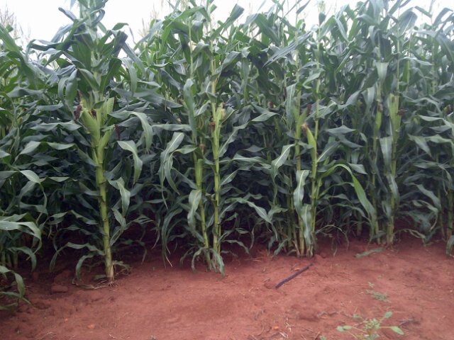 Husband and Father. Passionate about Rural Development and Food security for Africa.  Agricultural Consultant, Mentor. Business Advisor,