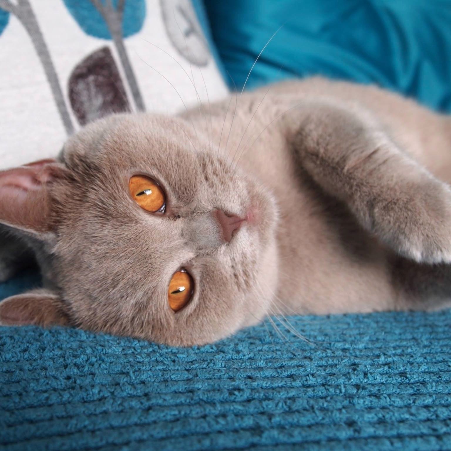 wally_ollie's profile picture. I am Ollie. I am a 3 year old lilac british shorthair cat. I am hoping to get a meow loud enough so that I can raise awareness to help other kitties!