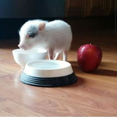 Owner of My Pet PiggyLLC