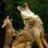 khwolf2's profile image