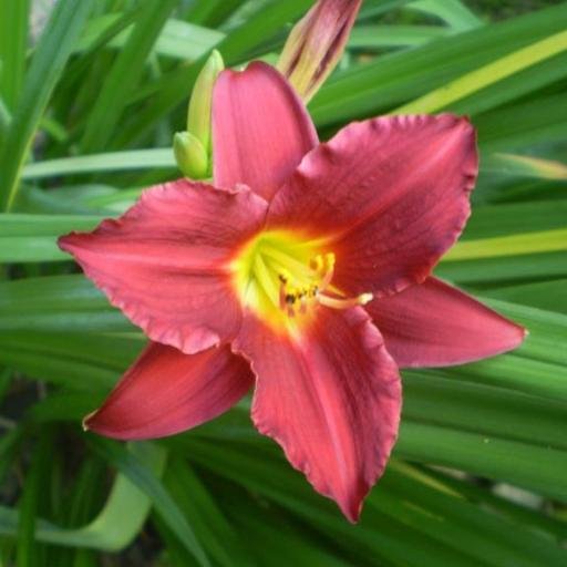 HaroldPunster's profile picture. I enjoy the beauty that nature has to offer: flowers, butterflies, birds, the sky. I also enjoy puns and wordplay, which most claim are not so beautiful. 8-)