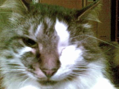 FokinGrigory's profile picture. злой санитар форума