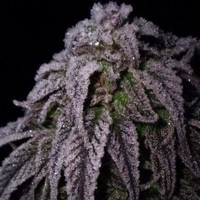 Follow for marijuana news, pics, and links!