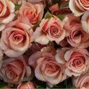 Caroline Platt - @LionelMcFerrin - Twitter