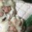 arce24057