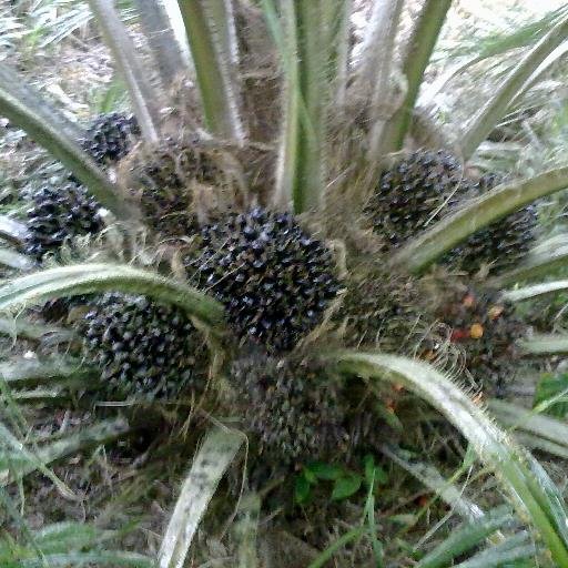 juankqui's profile picture. Palmicultor organico, tratando todos los dias de conservar mi amistad con la tierra