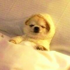 sgkyoisk's profile picture. 片道フォロー用アカウントです/成人済オタク