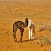 انــ بدوي ــا (@3shankk) 's Twitter Profile