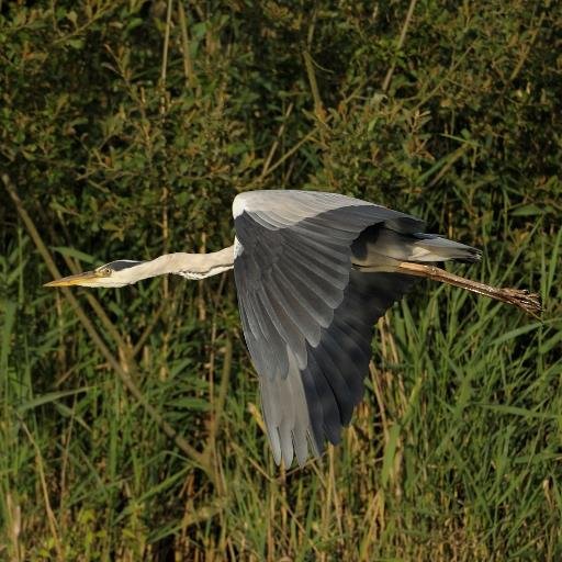 Photographe nature