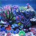 corals (@coralpassion1) Twitter profile photo corals (@coralpassion1) Twitter profile photo