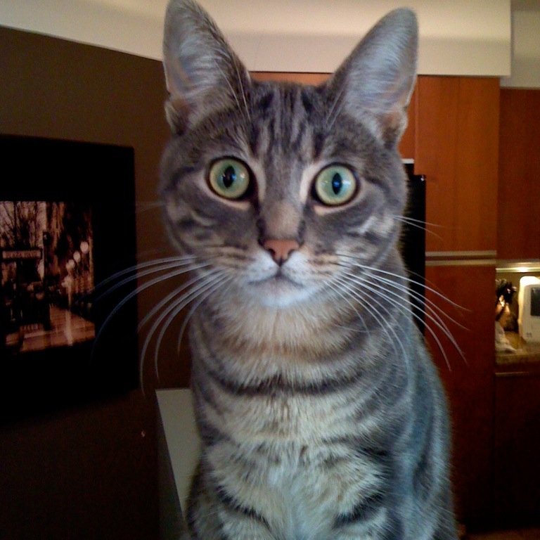 LeeMiddleton's profile picture. Professional skeptic.