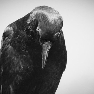 LibyanExtinct's profile picture. Human being on the verge of extinction.