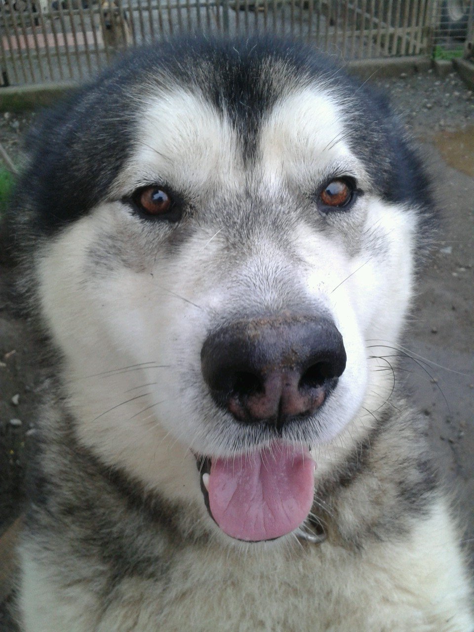 Mocko_Mockito's profile picture. Ingeniero. con un nuevo desafio. vamos! hasta una patada en la raja te empuja hacia adelante...