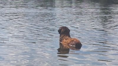 ErikaLevin's profile picture. Raggsocksberoende, hästälskande tvåbarnsmamma med jättehund. 1-3 lärare som gillar när glaset är halvfullt :)