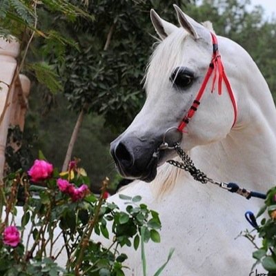 BUSHRA__911's profile picture. 