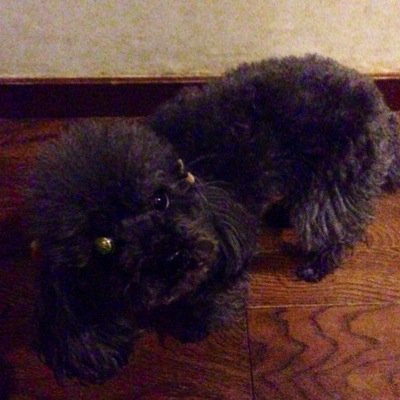 読書/フットサル/スポーツ観戦(サッカー、野球、テニス)