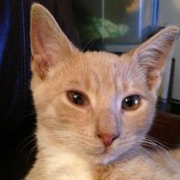 Neuropoly (@neuropoly) 's Twitter Profile
