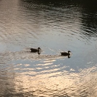 roxanaick's profile picture. 