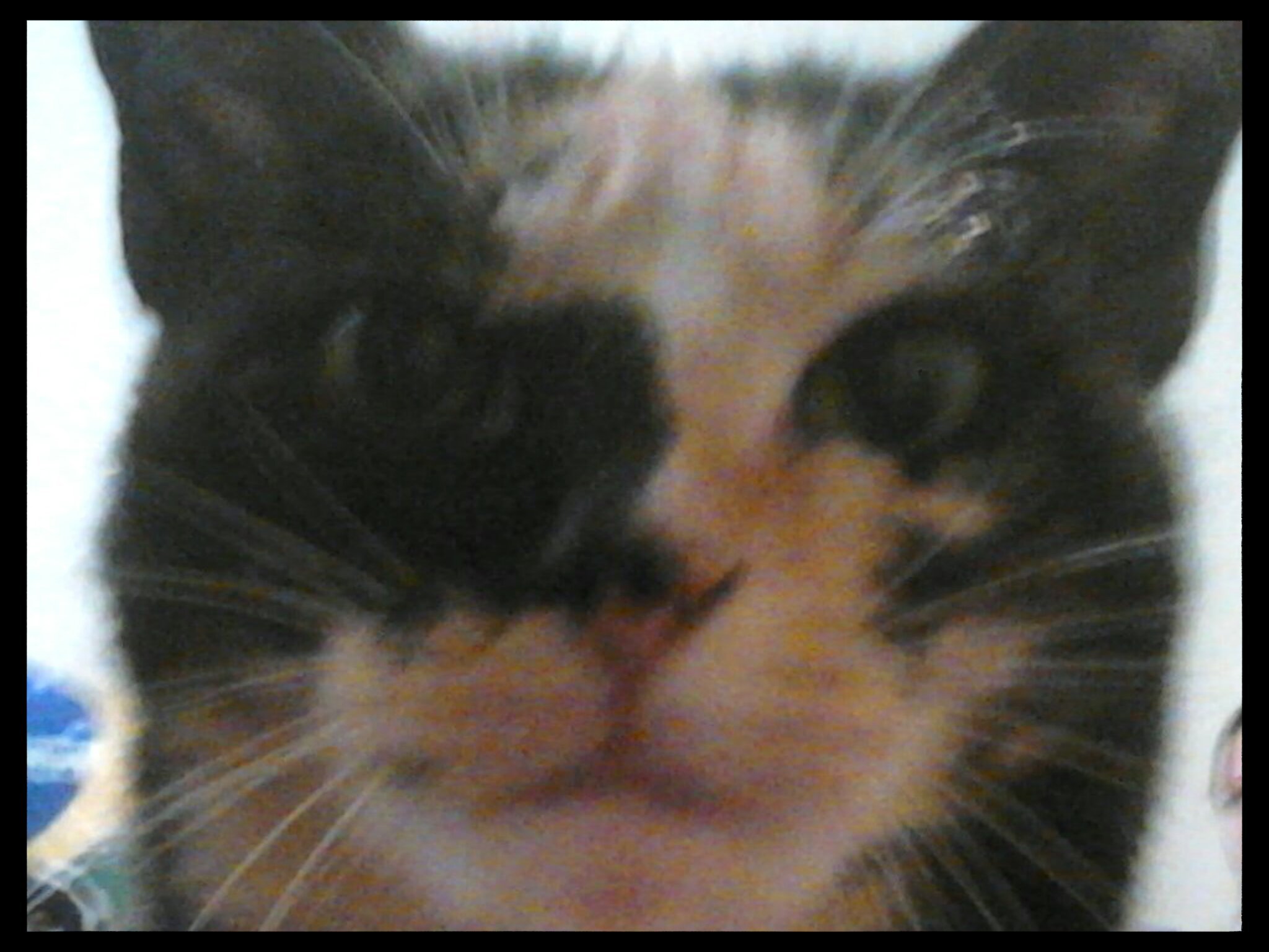 A gata homi