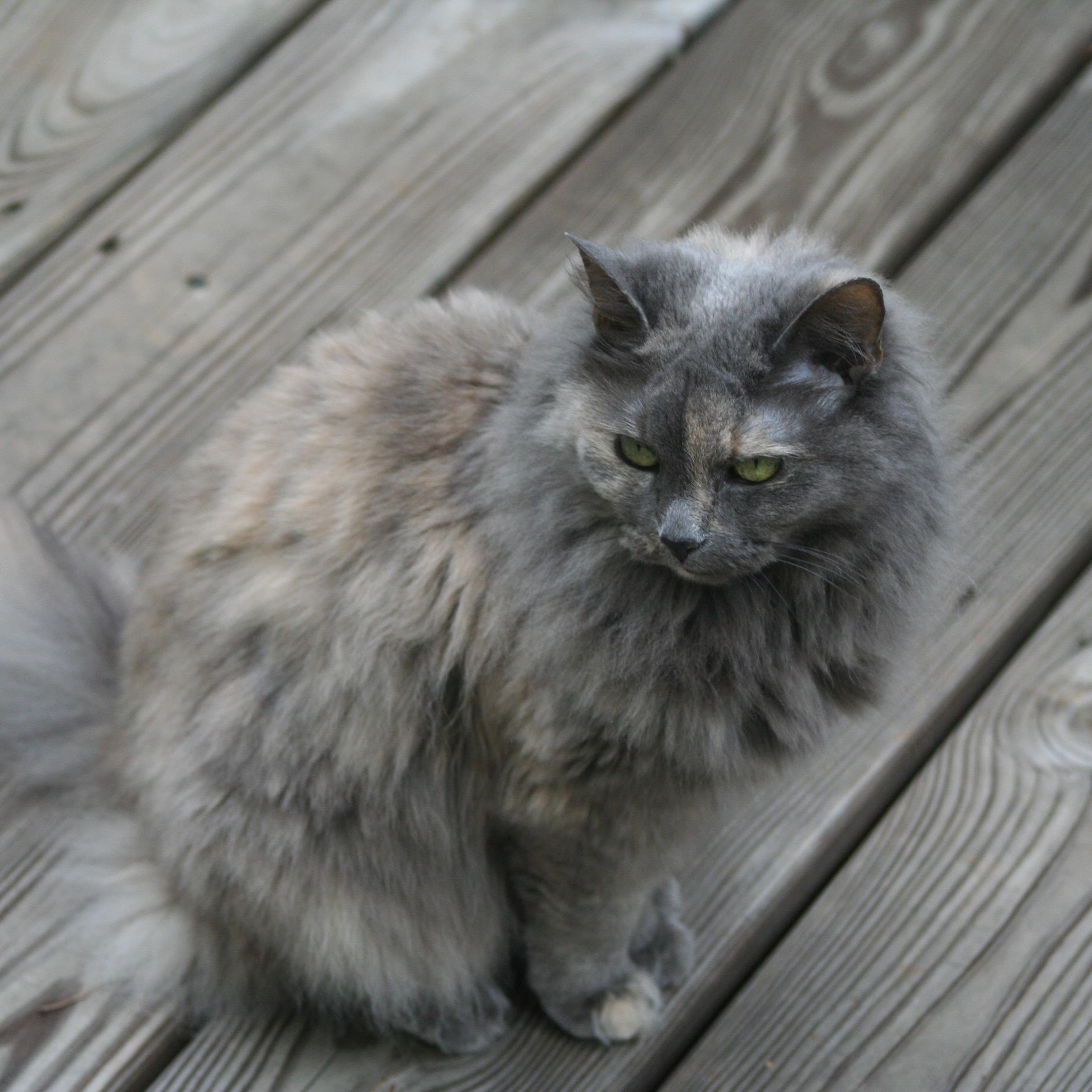 RedRaiderRunner's profile picture. 