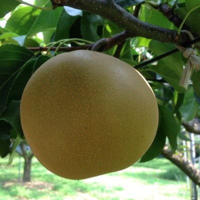 はまなし 浜なしのいしわたえん (@hamanashi_i) / Posts / X