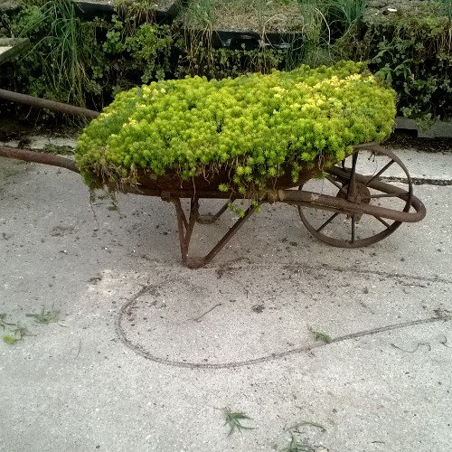 Family Run Wholesale Florist: Perennials, Annuals, Herbs
