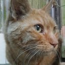 ねこだ (@0823114) Twitter