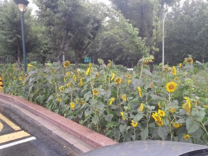 베짱이처럼 살고 싶은 1인하지만 개미처럼 살고있는..... 타이거즈 .무한도전.
