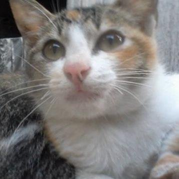 Love Cat :)