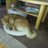Schleusen_Rolf's profile image