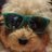 lilldog2's profile image