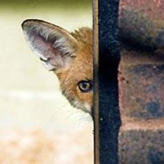 TheLondonBlogge's profile picture. Just as a cautious, observant sometimes sceptical fox in London
almost by accident...Sunday 03 August 2014