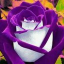 Lisa Tullos - @tullos_lisa - Twitter