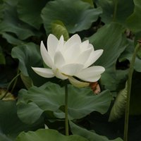 한국어 단어 공부 봇 (@wordletters) 's Twitter Profile Photo