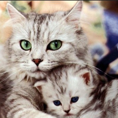 xKxttenz's profile picture. Solo Psn Trickshotter. Add Me! Only GT KxttenZz