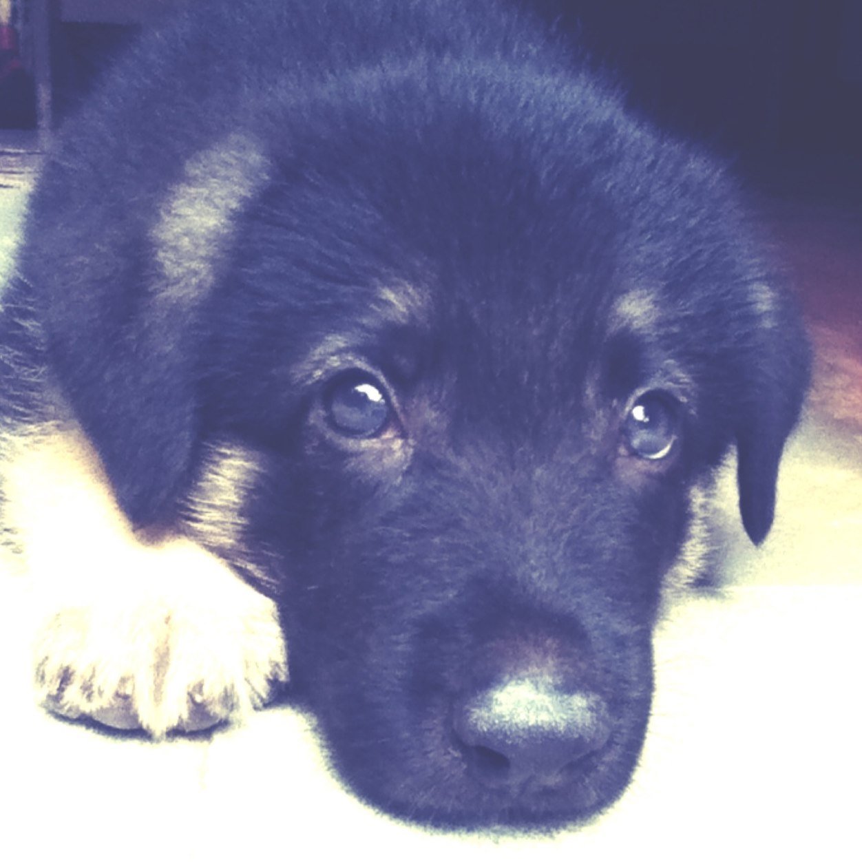 I am a dog.Nothing to say.world is cool.