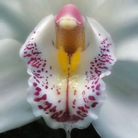 whatsrm's profile picture. We're really not that confusing