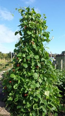 Inexperienced but enthusiastic allotmenteer and lover of rain, also dabbling in a little amature photography, all advice welcome. Stone,