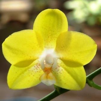 Karanganyar11's profile picture. 