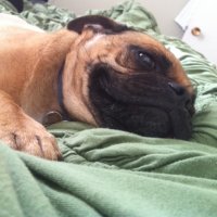 Dinah Walker - @Dinahpuglife Twitter Profile Photo