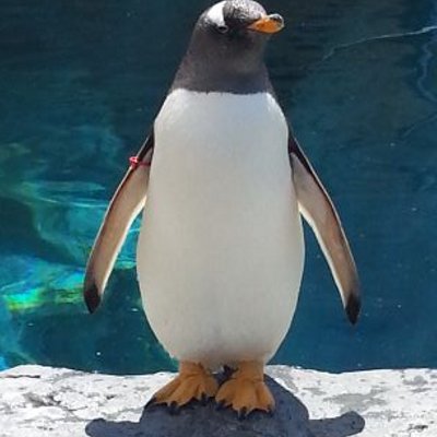 ナルシカ