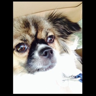 i may be a dog but im still cuter than you !!! lol