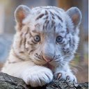 Michelle Buff - @stimpy95212 - Twitter